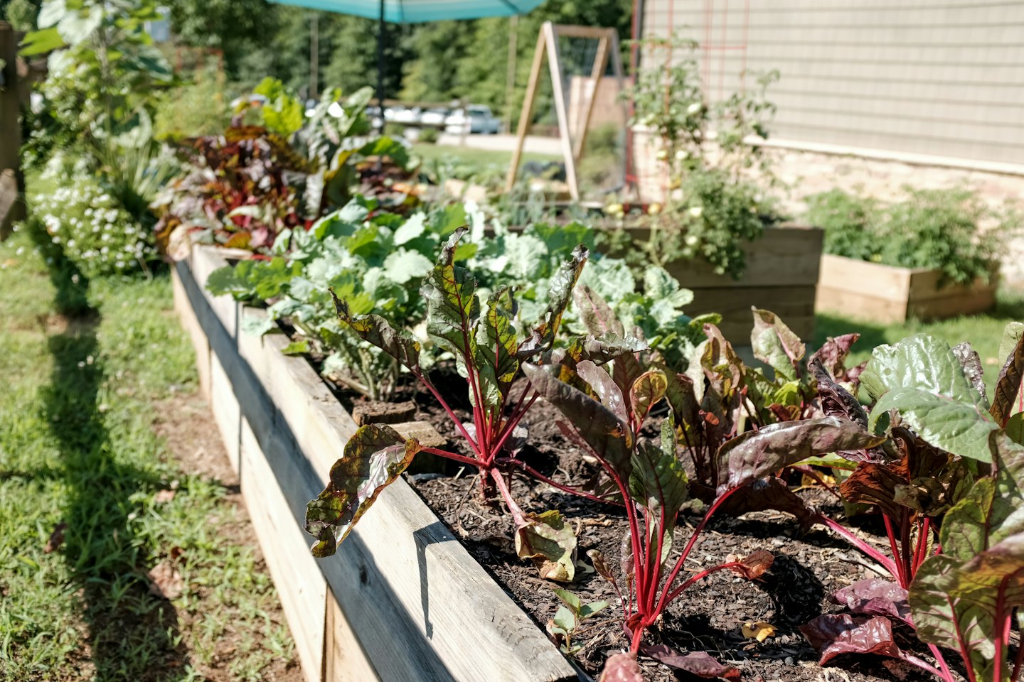 Raised garden bed with healthy green and red vegetables thriving in soil.