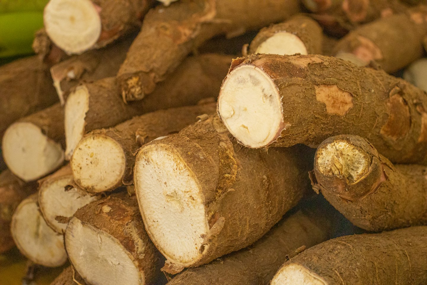 Fresh cassava roots with brown skin and white fibrous interiors.